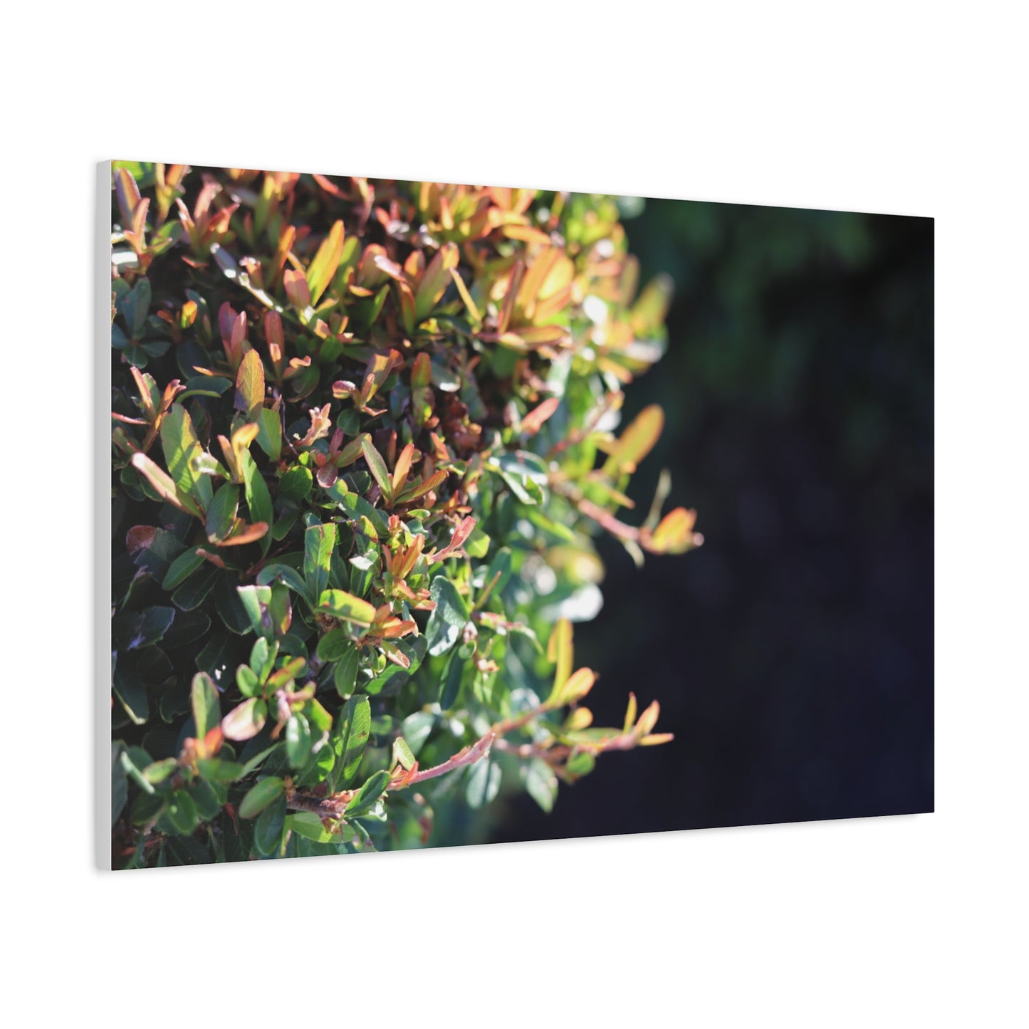 Hidden in green — Sunlit Greenery Photograph