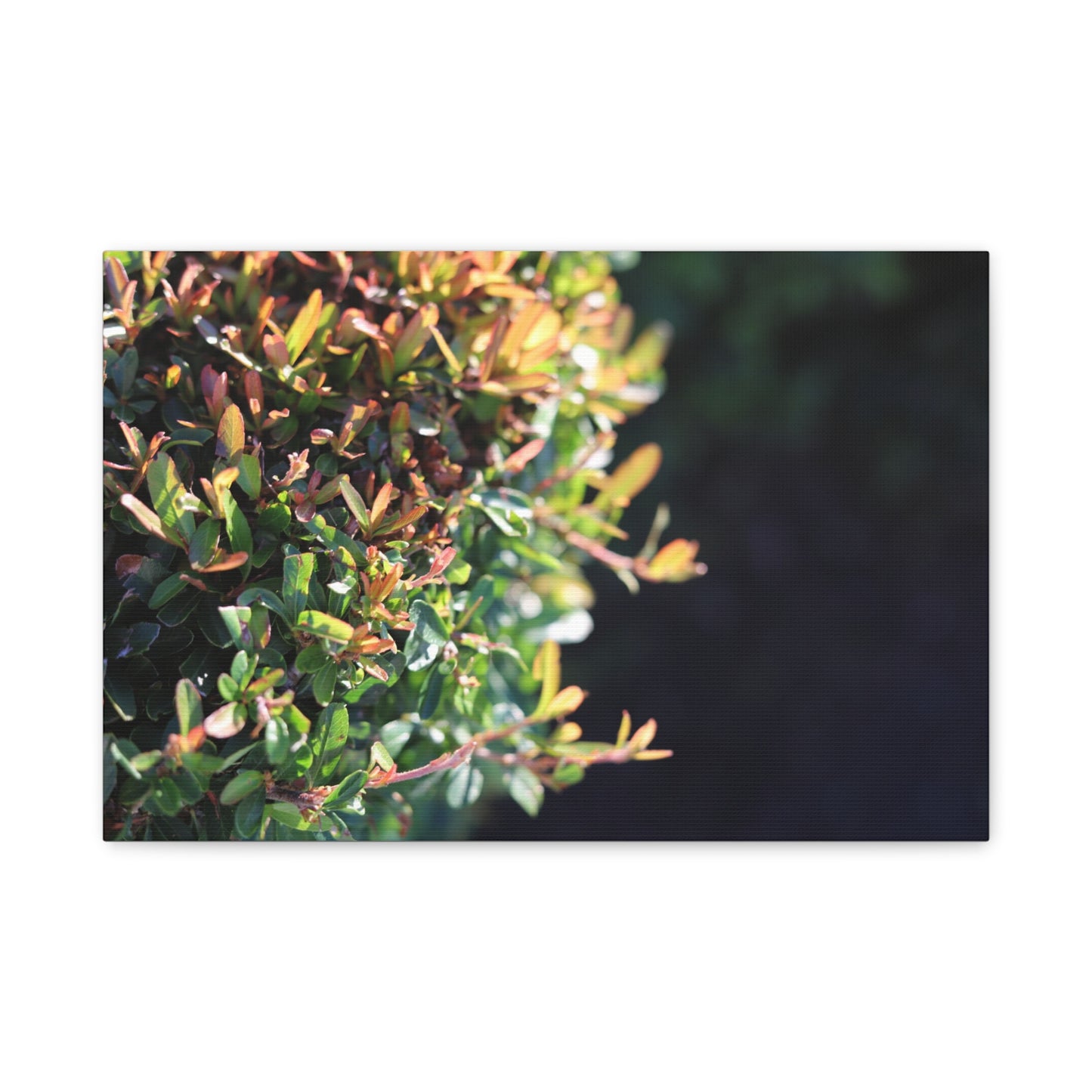 Hidden in green — Sunlit Greenery Photograph