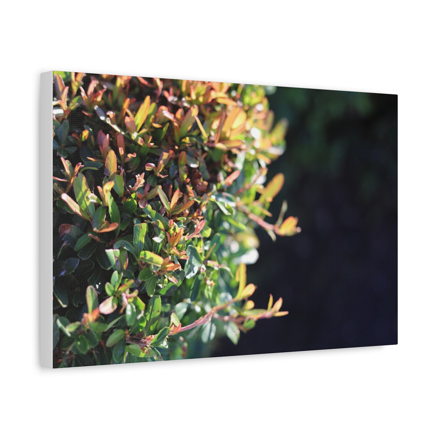 Hidden in green — Sunlit Greenery Photograph