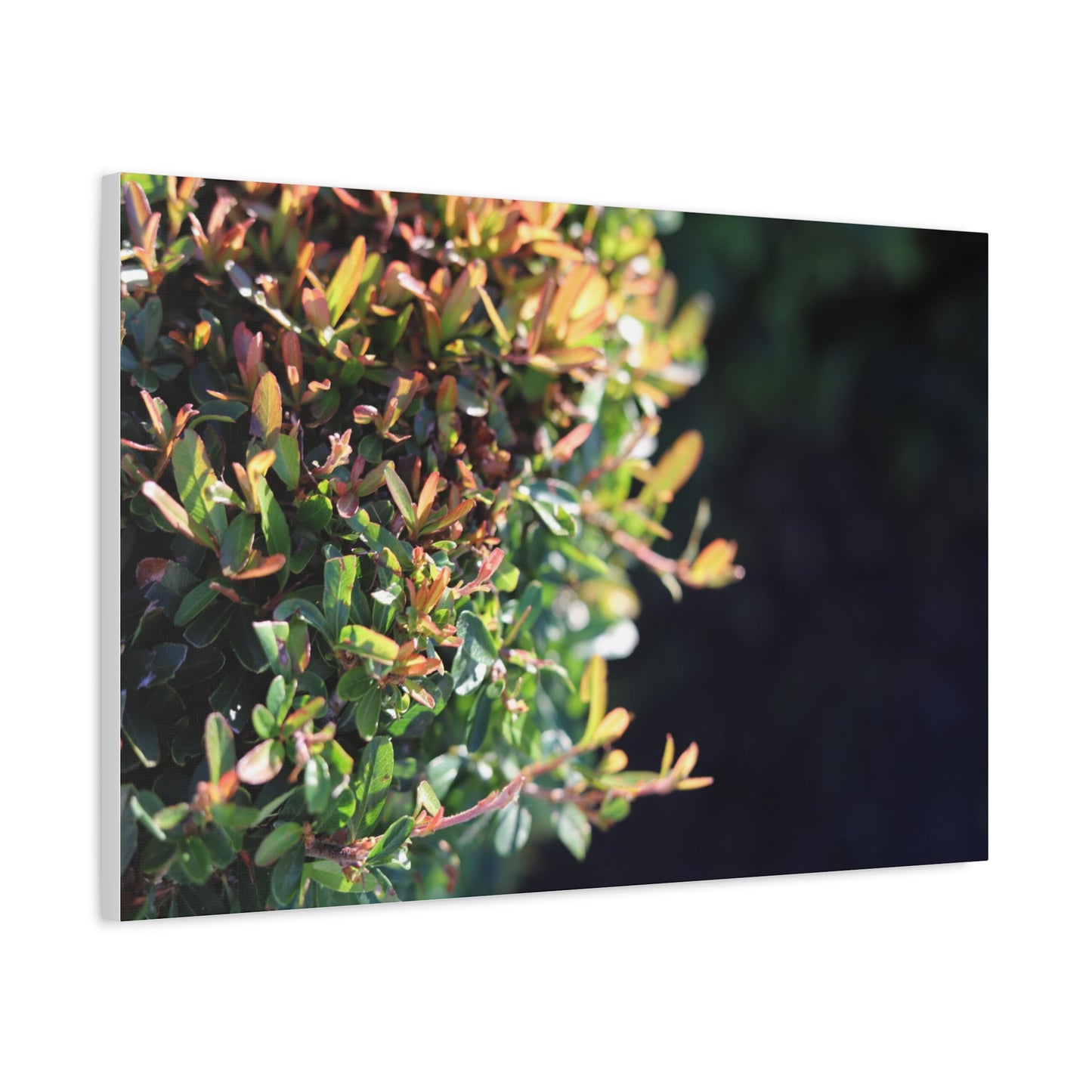 Hidden in green — Sunlit Greenery Photograph
